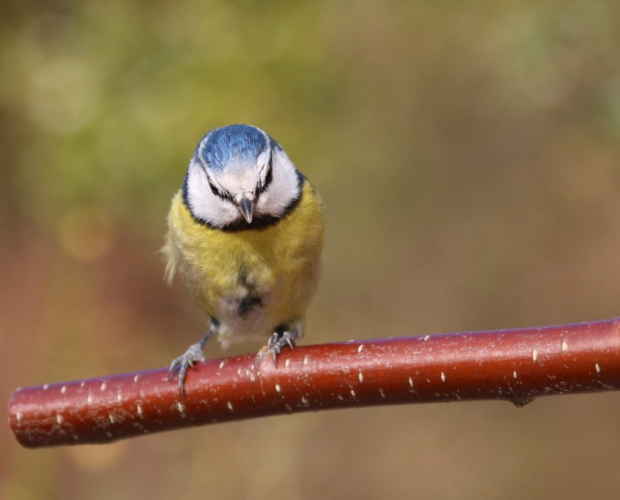 Climate change has ‘affected a third’ of UK birds